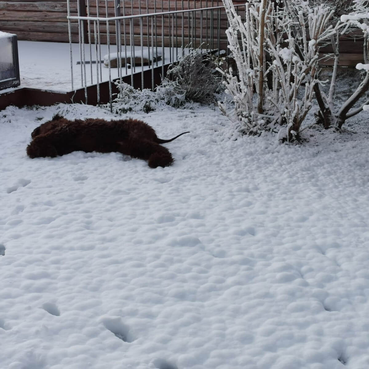 Projekt Foto von einem Hund im Schnee